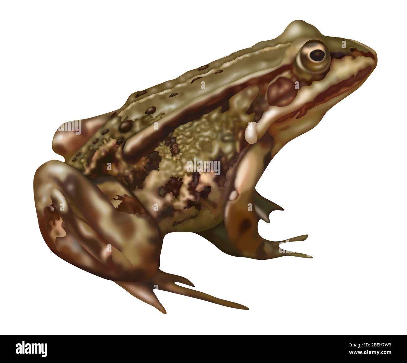 Frog Anatomy, Illustration Stock Photo