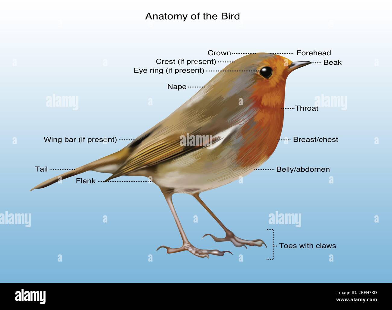 Bird Anatomy, Illustration Stock Photo