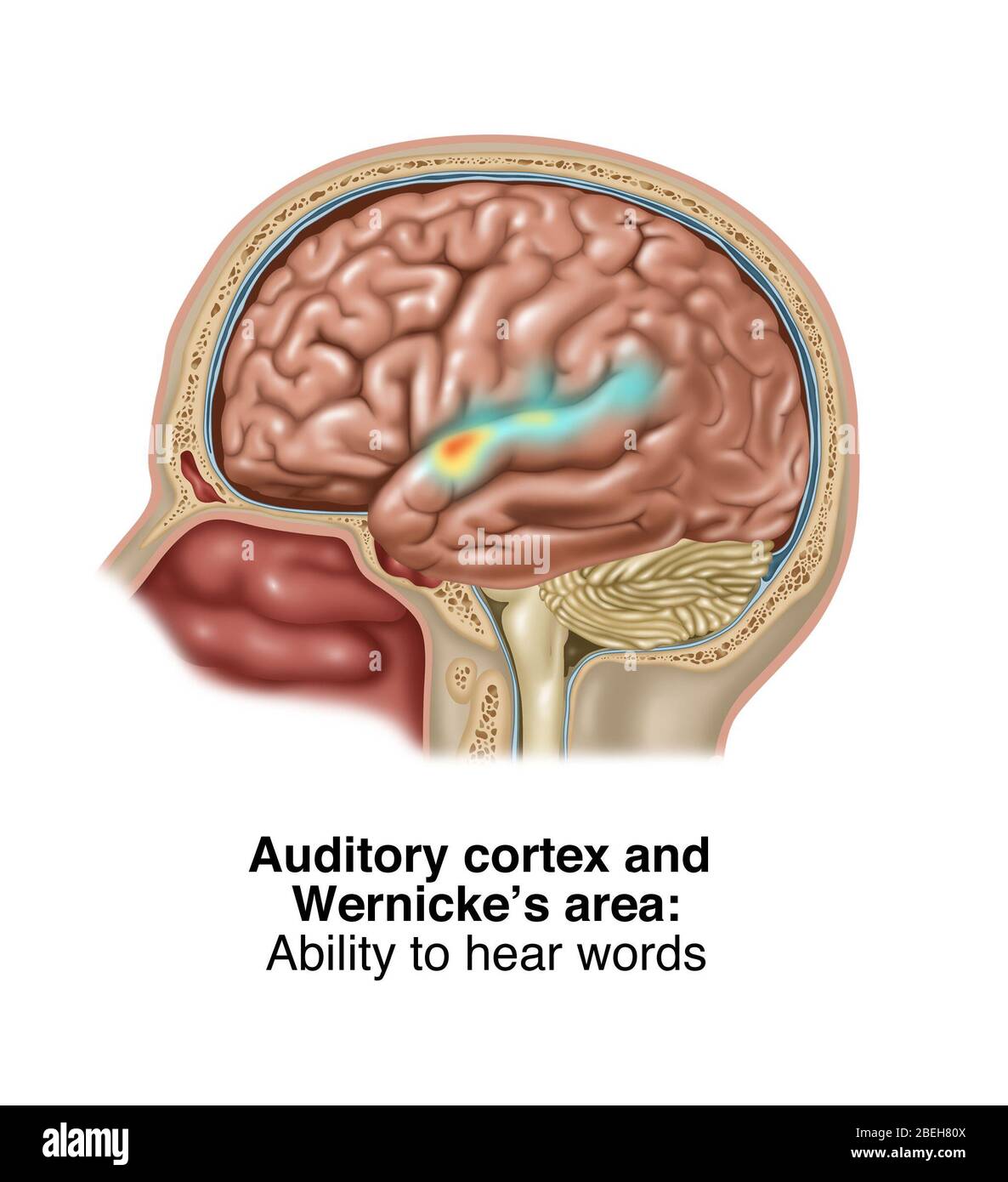 Auditory Cortex and Wernicke's Area, Illustration Stock Photo