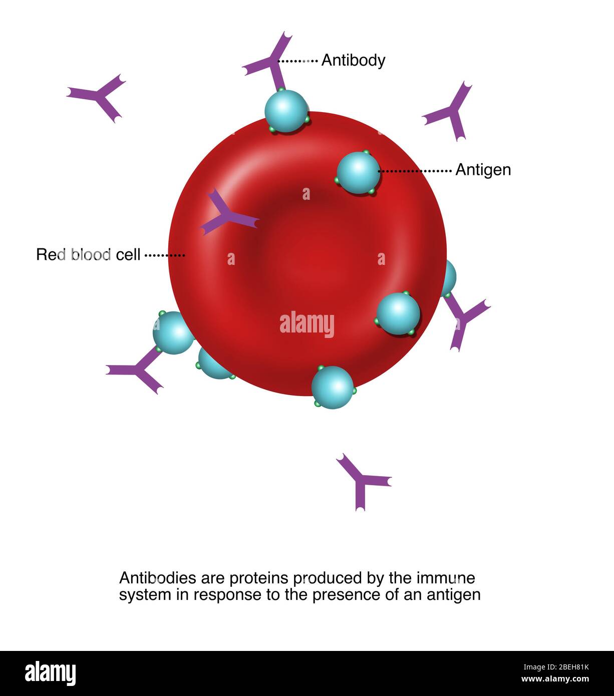 Antibodies and Antigens Illustration Stock Photo Alamy Antibodies and Antigens Illustration Stock Photo Alamy