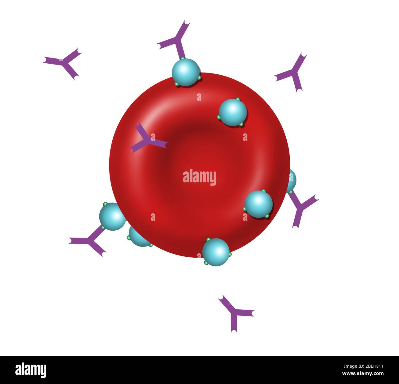 Antibodies and Antigens, Illustration Stock Photo
