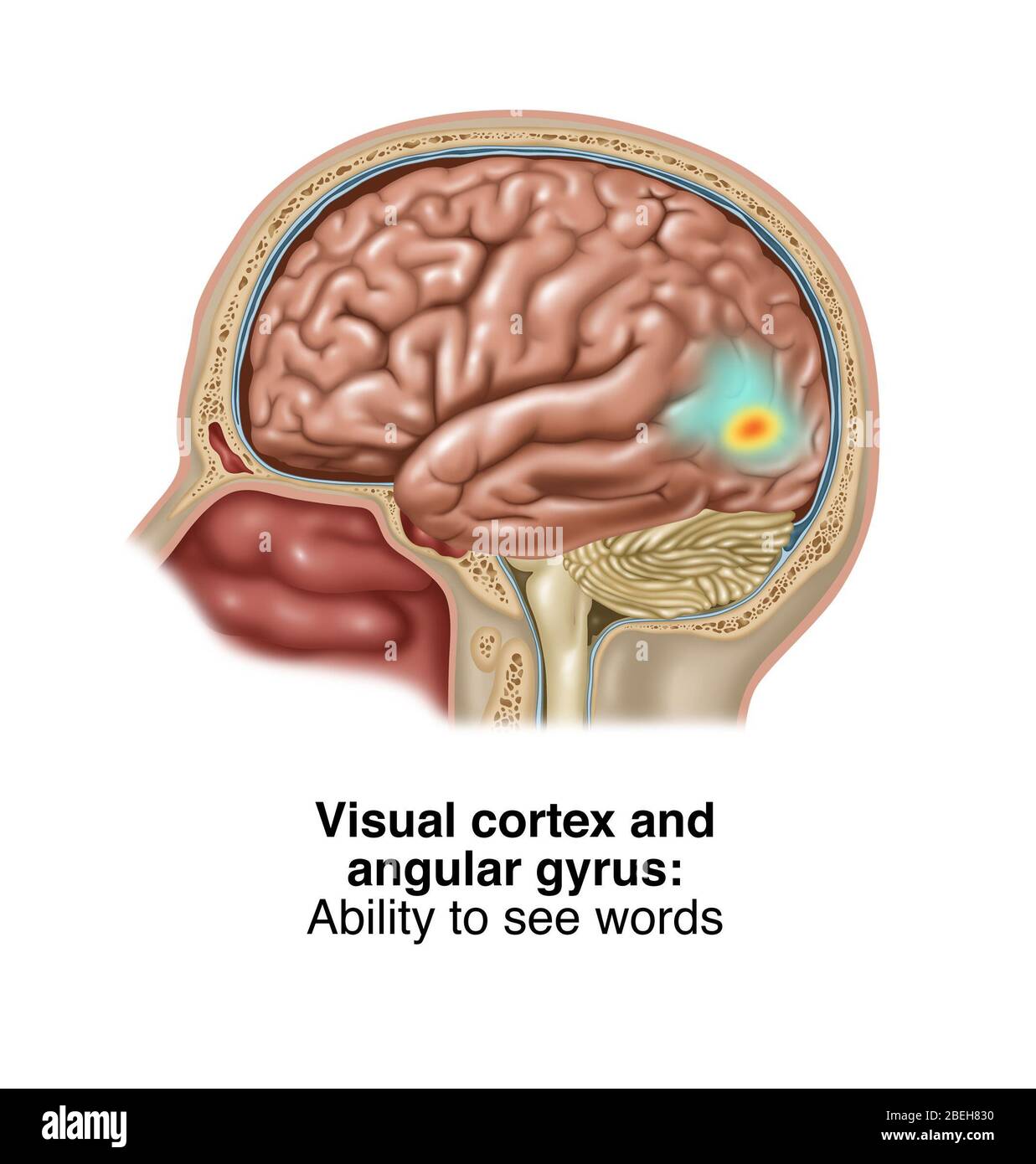 Visual Cortex and Angular Gyrus, Illustration Stock Photo