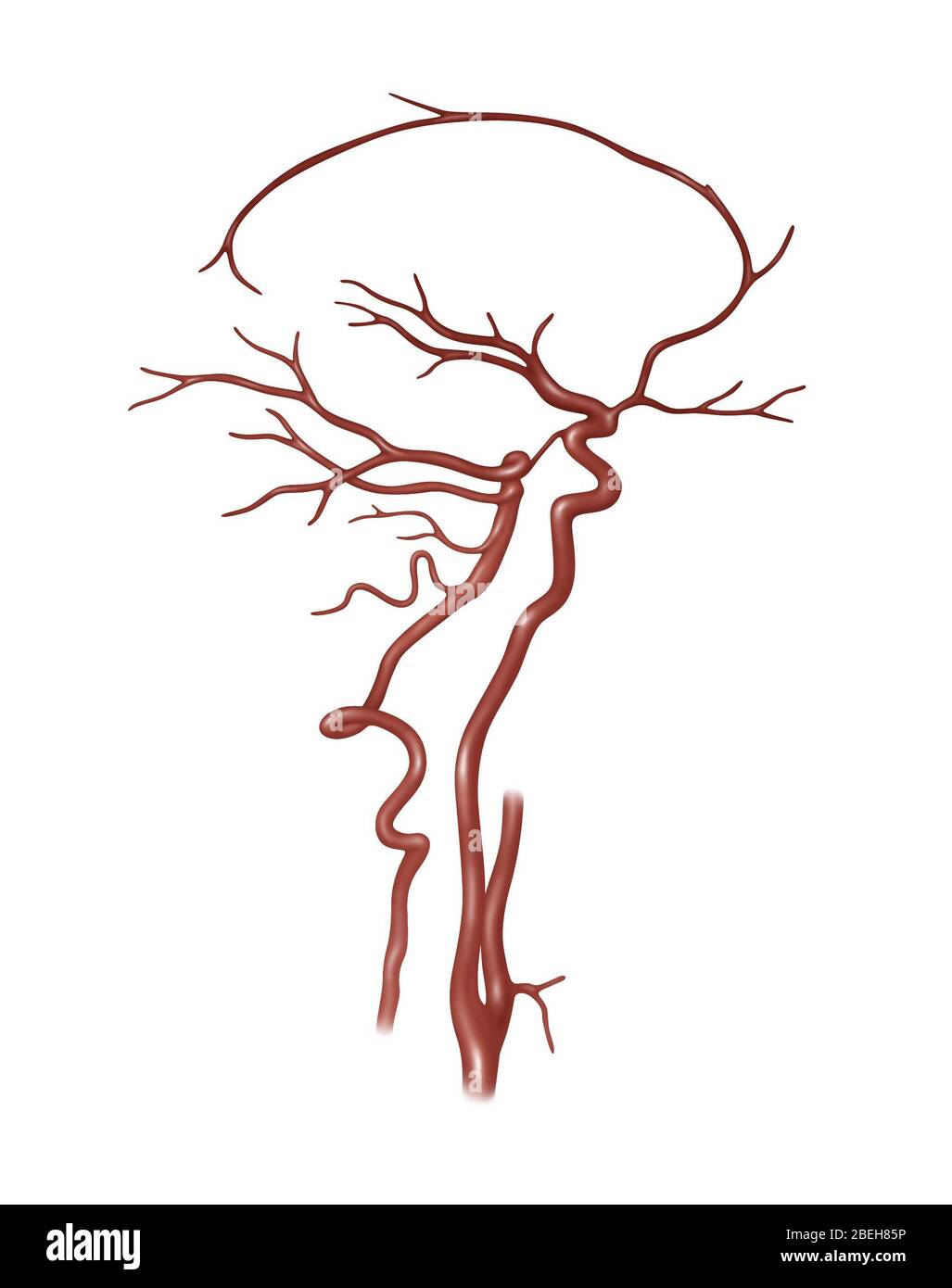 Arteries Found in the Head, Illustration Stock Photo