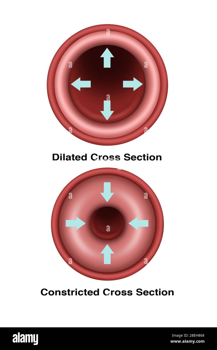 Illustration of a cross section of a blood vessel. At top is a dilated blood vessel and at bottom is a constricted vessel. Stock Photo