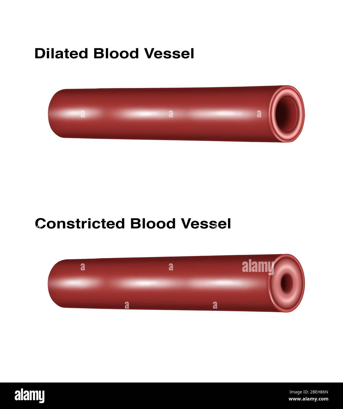 Blood Vessel Constriction and Dilation Stock Photo