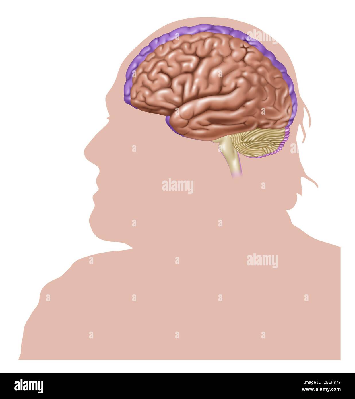 Alzheimer's disease brain cell hi-res stock photography and images - Alamy