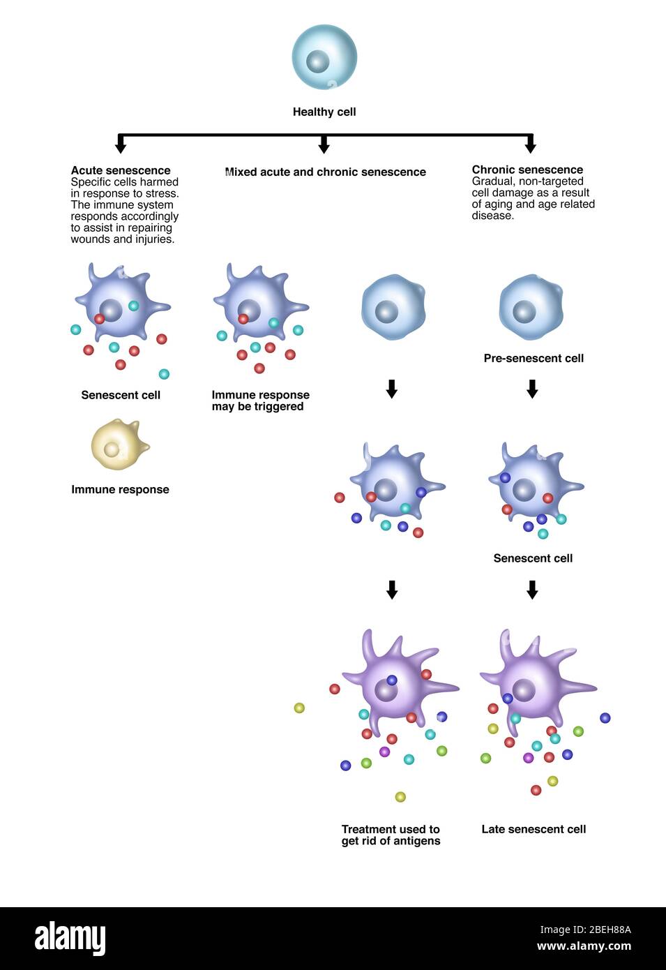Senescence High Resolution Stock Photography and Images Biology Diagrams