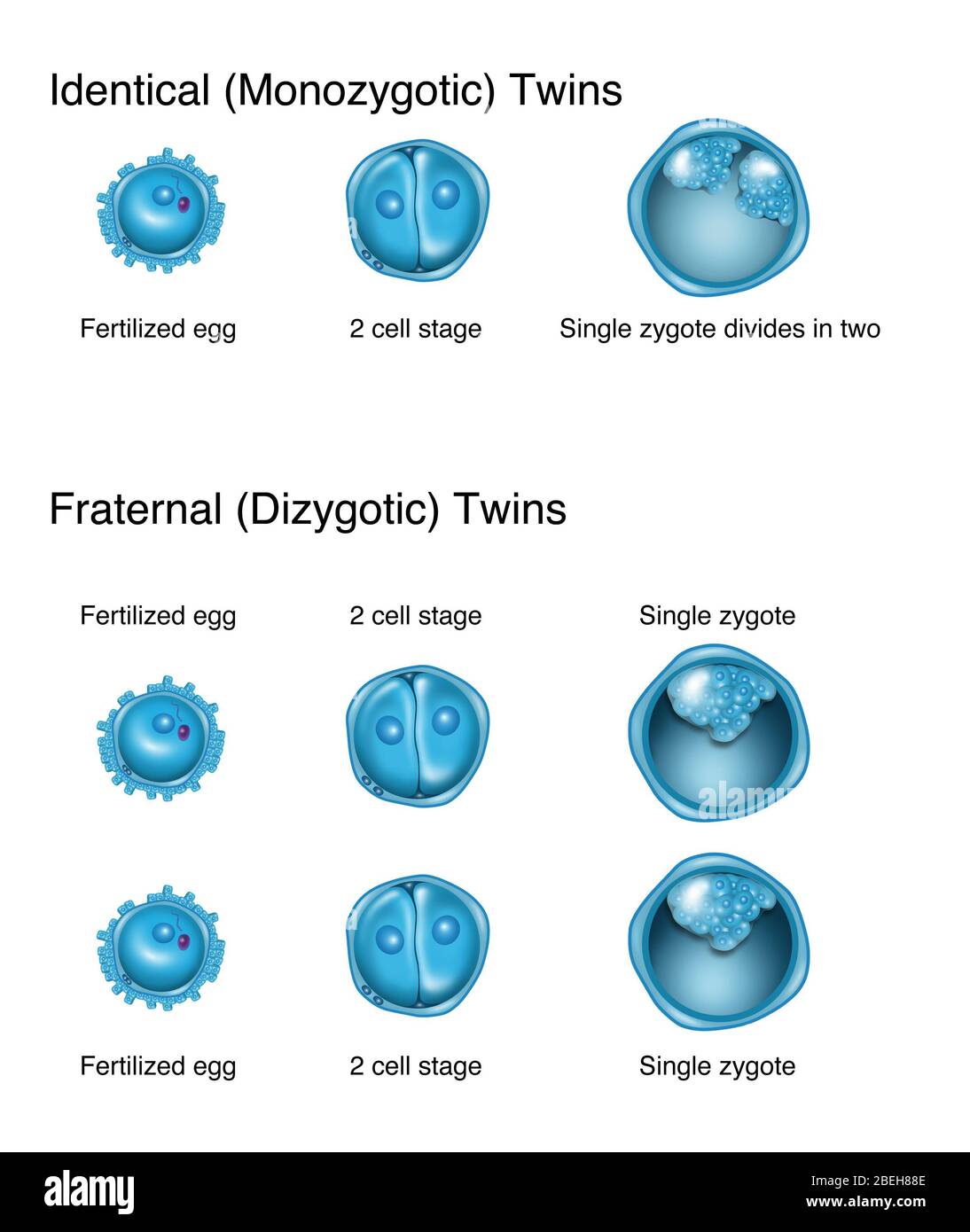 Development of Twins, Illustration Stock Photo