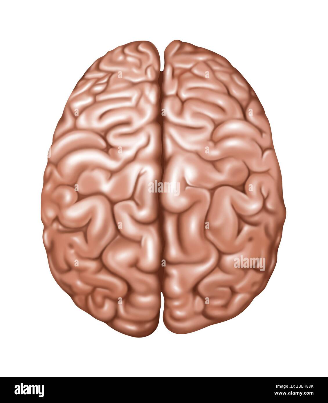 Top View of Normal Brain, Illustration Stock Photo - Alamy