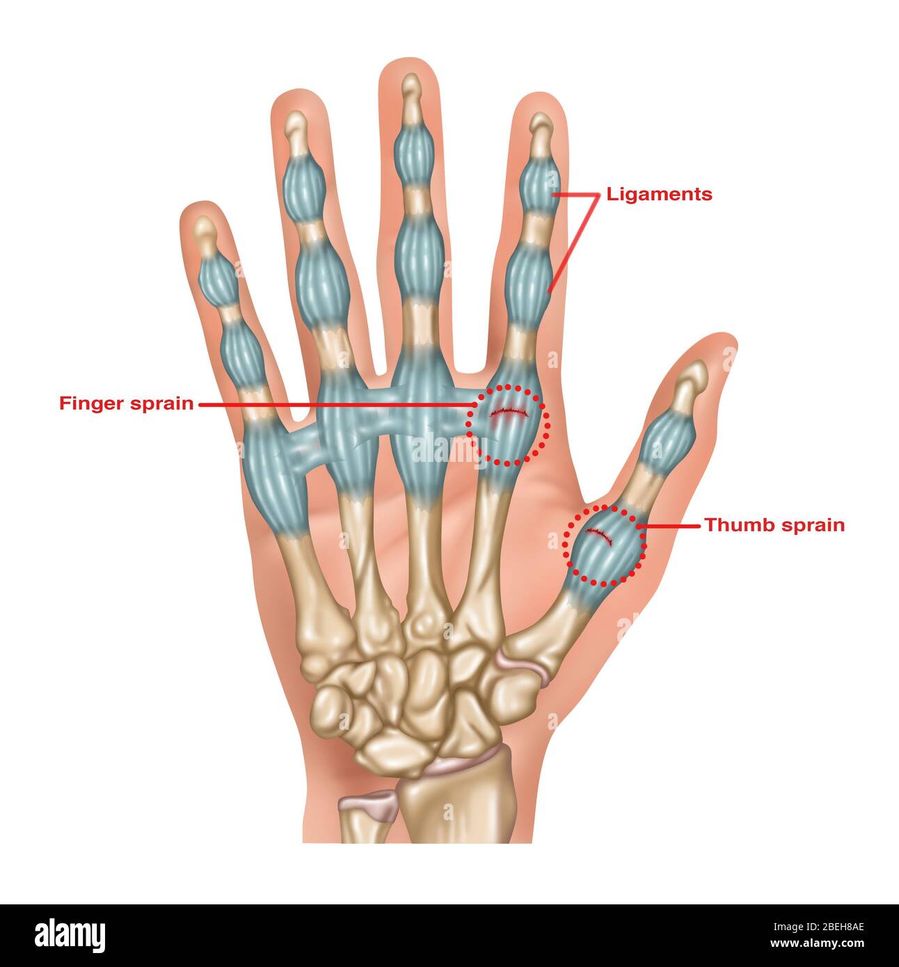 Dorsal Hand Ligaments 