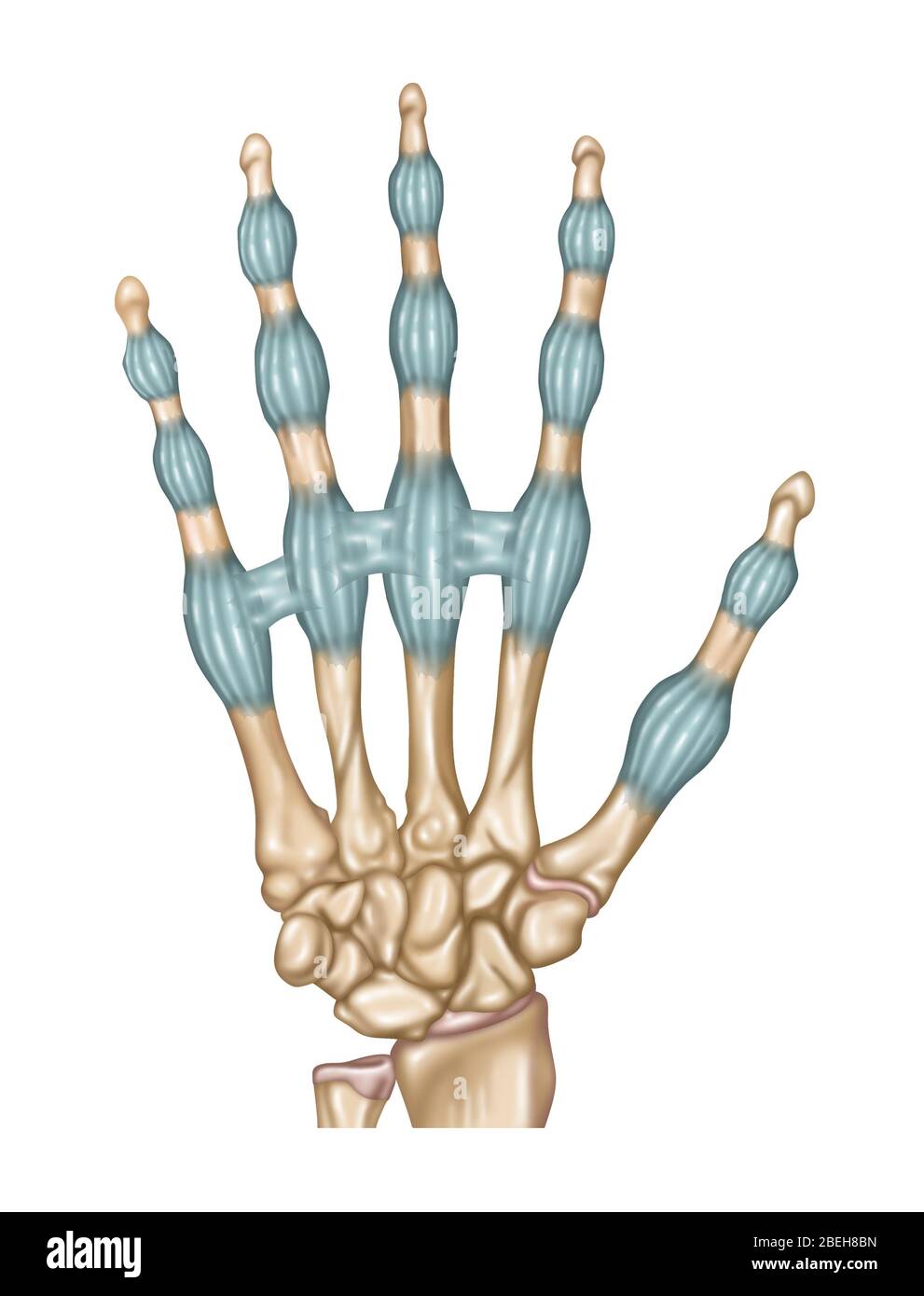 Finger Ligaments, Illustration Stock Photo