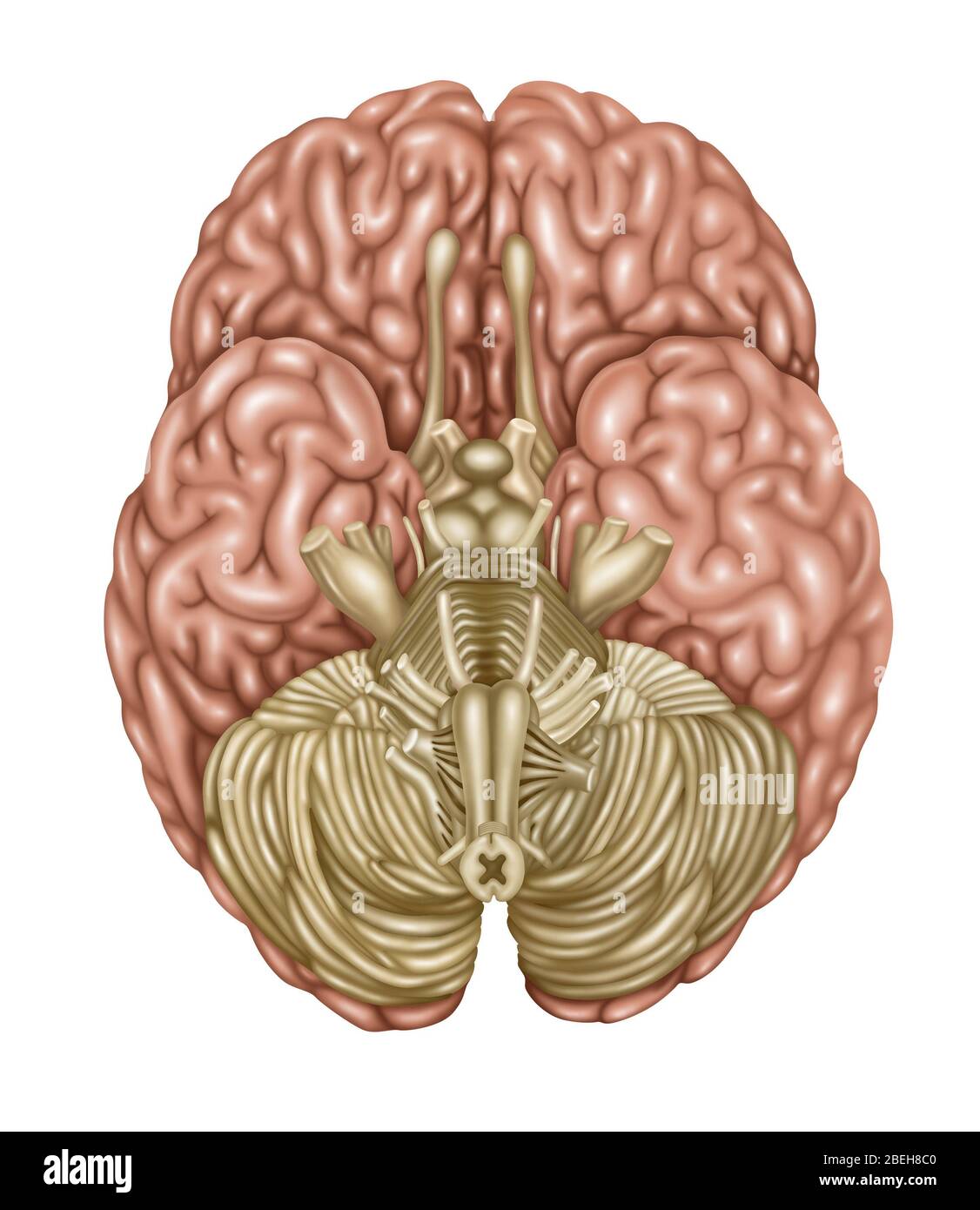 Brain Anatomy, Inferior View, Illustration Stock Photo