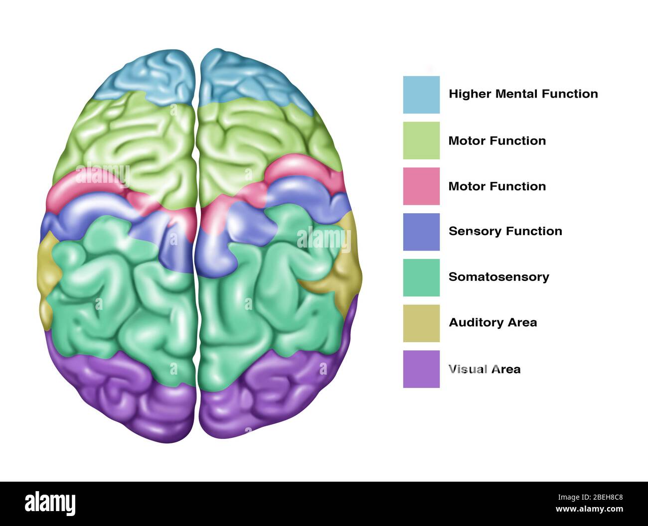 Brain Function, Illustration Stock Photo