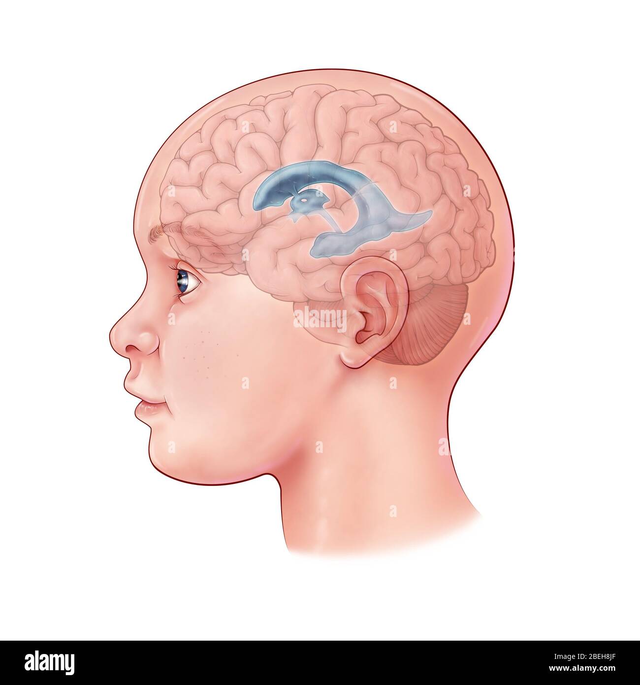 Child's Brain, Illustration Stock Photo