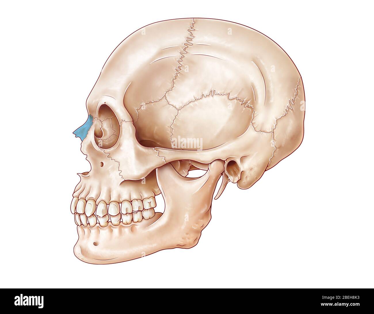 An illustration of the human skull from a lateral view, with the nasal