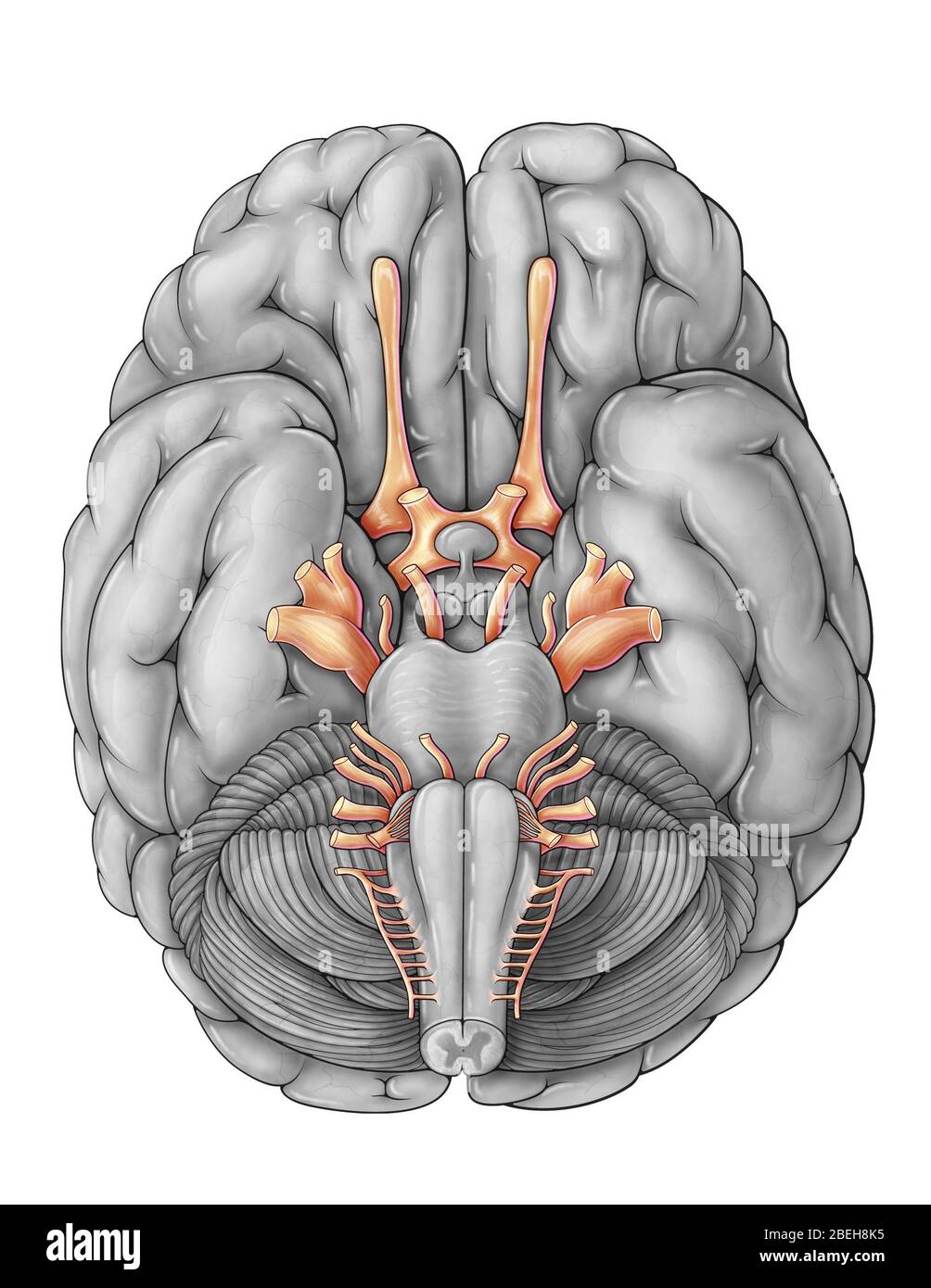 Cranial Nerves, Illustration Stock Photo
