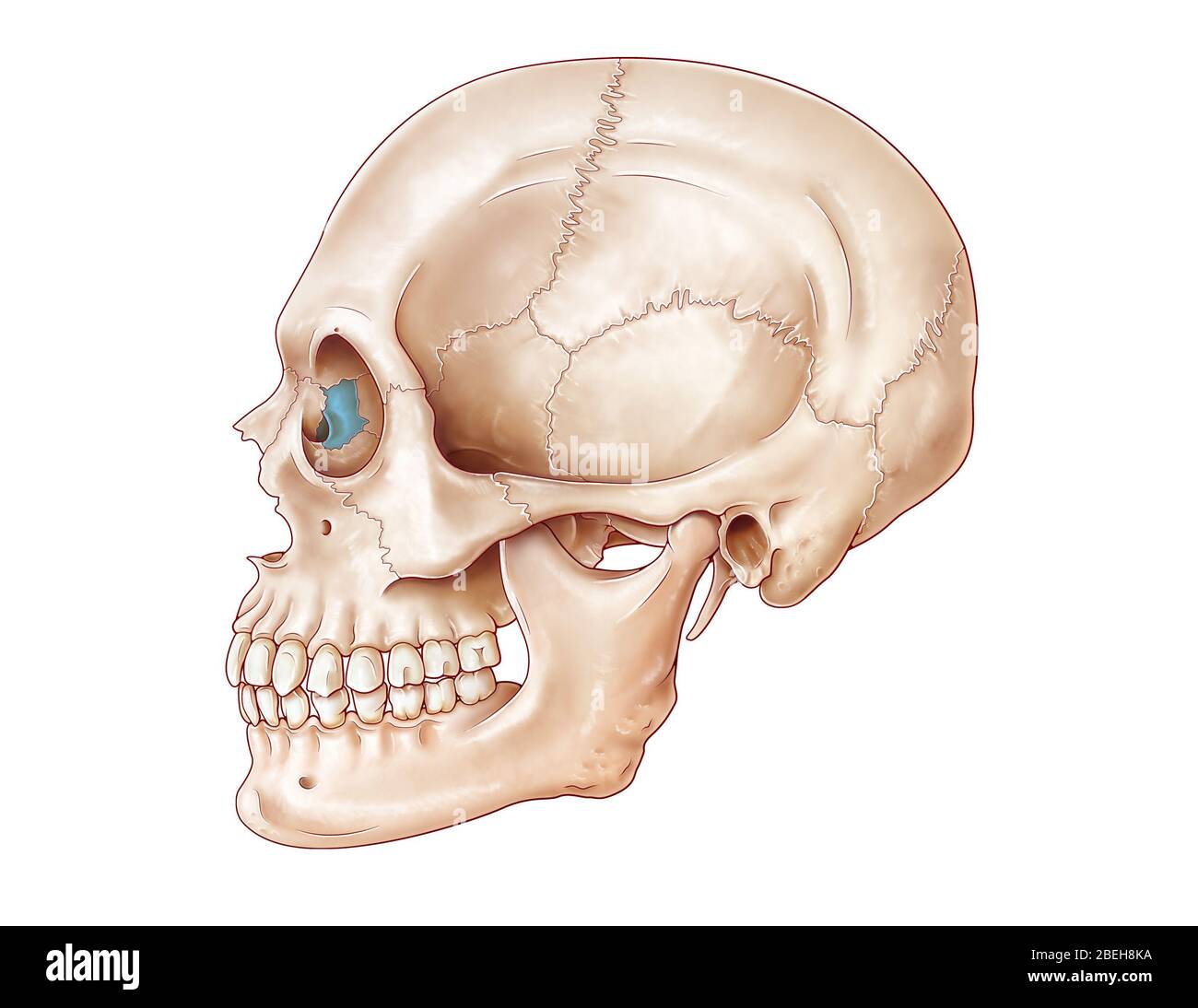 lacrimal fossa and nasolacrimal canal Diagram | Quizlet, image size:1300x1094
