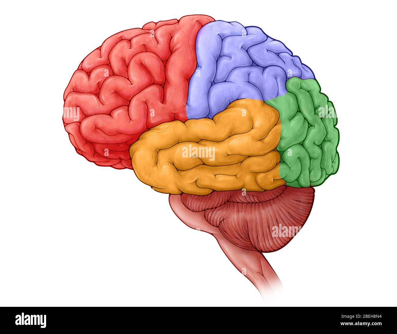 brain lobes diagram unlabeled