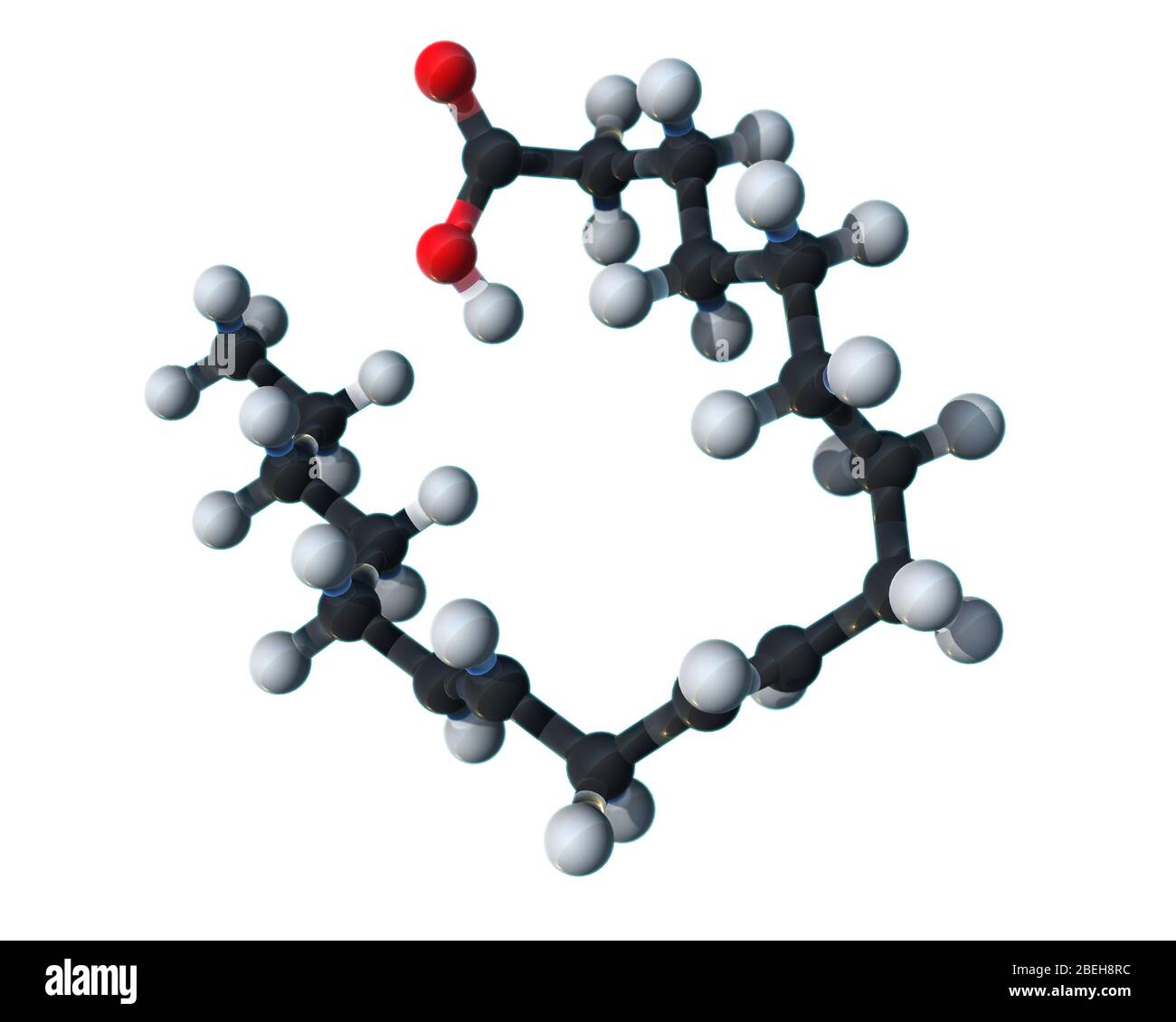Linoleic Acid, Molecular Model Stock Photo