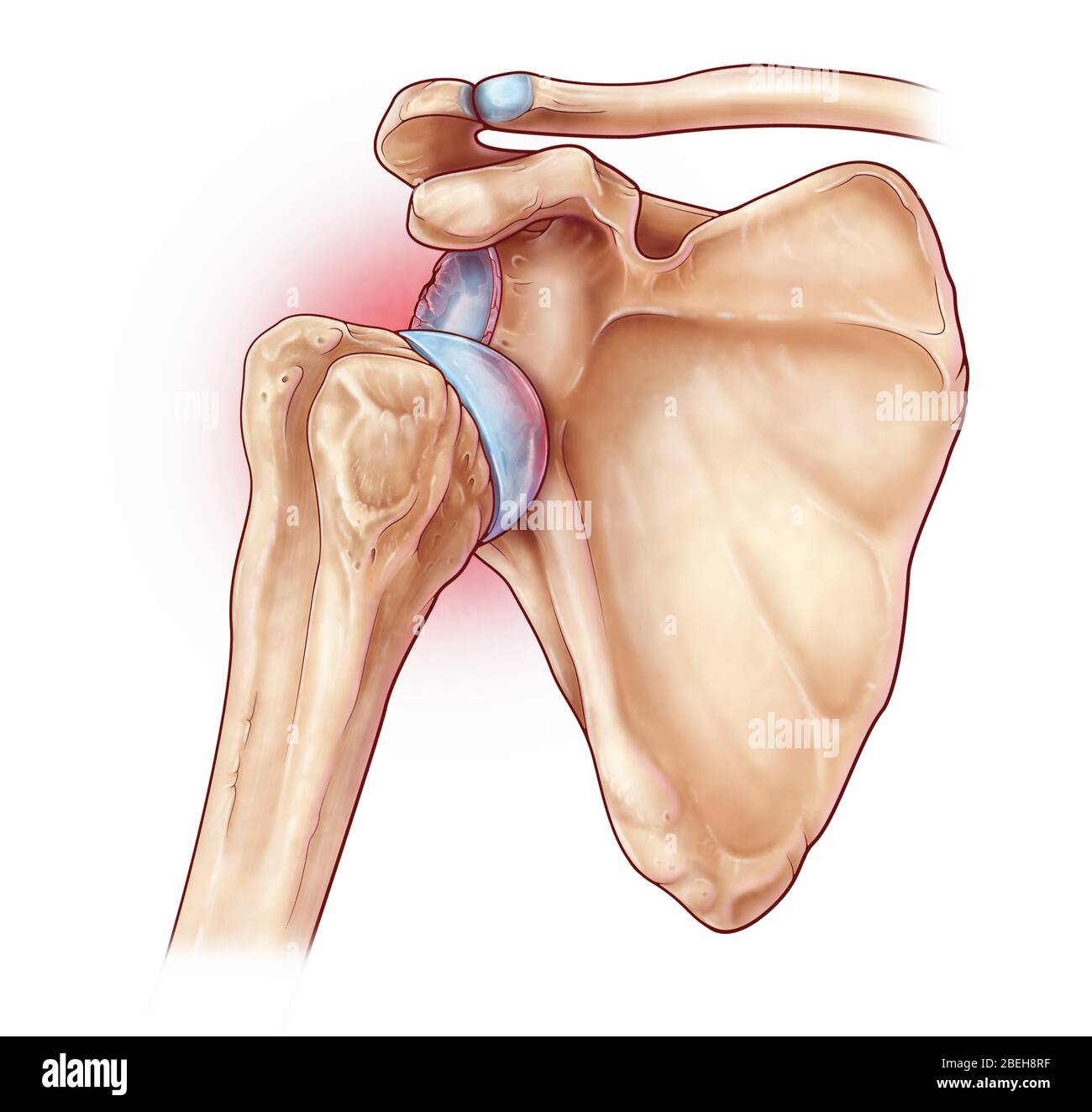 Glenohumeral articulation hi-res stock photography and images - Alamy