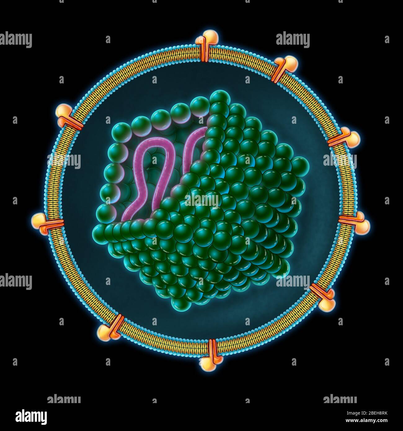 Hepatitis C, Illustration Stock Photo - Alamy