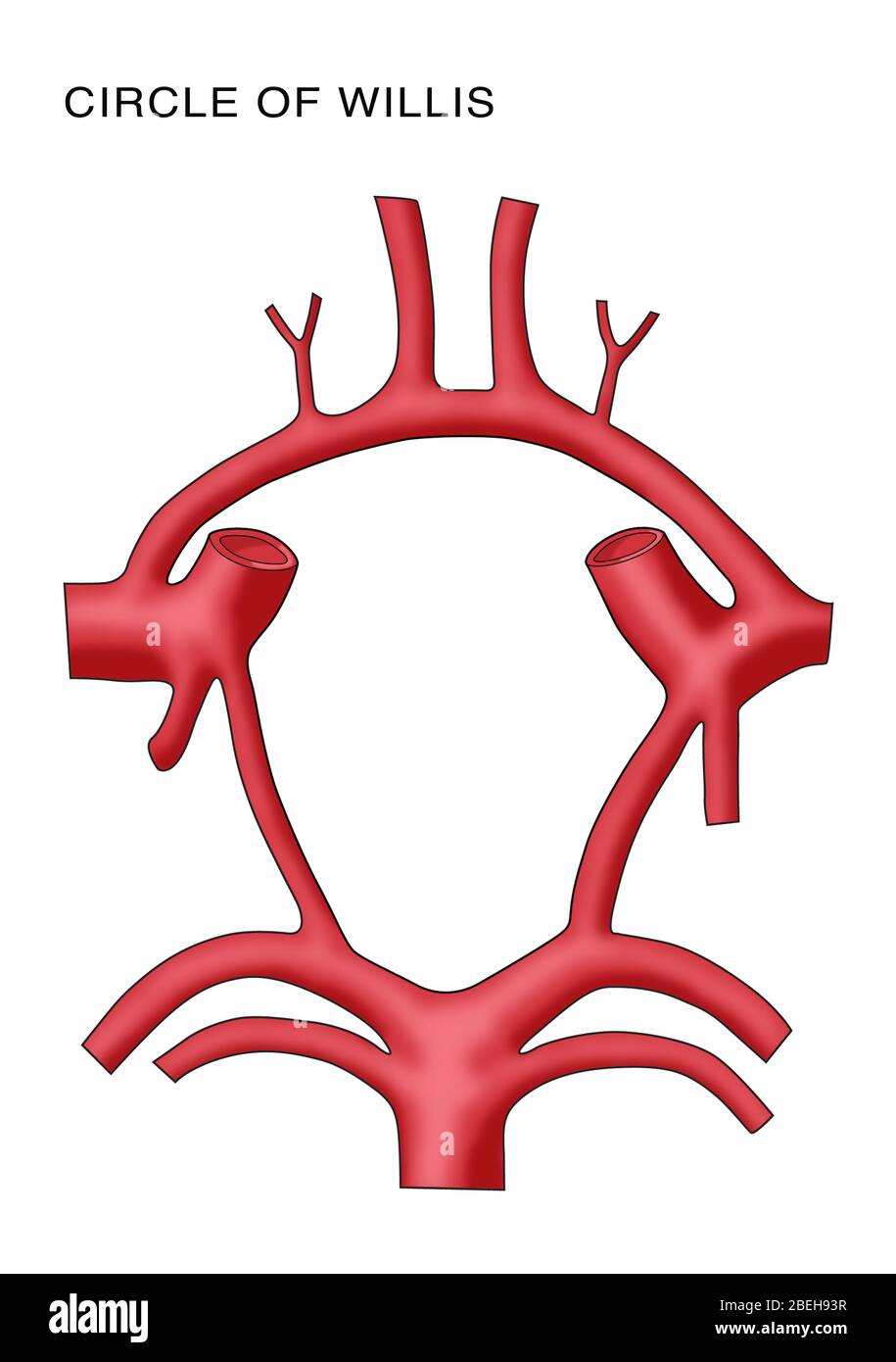 Circle of Willis Stock Photo