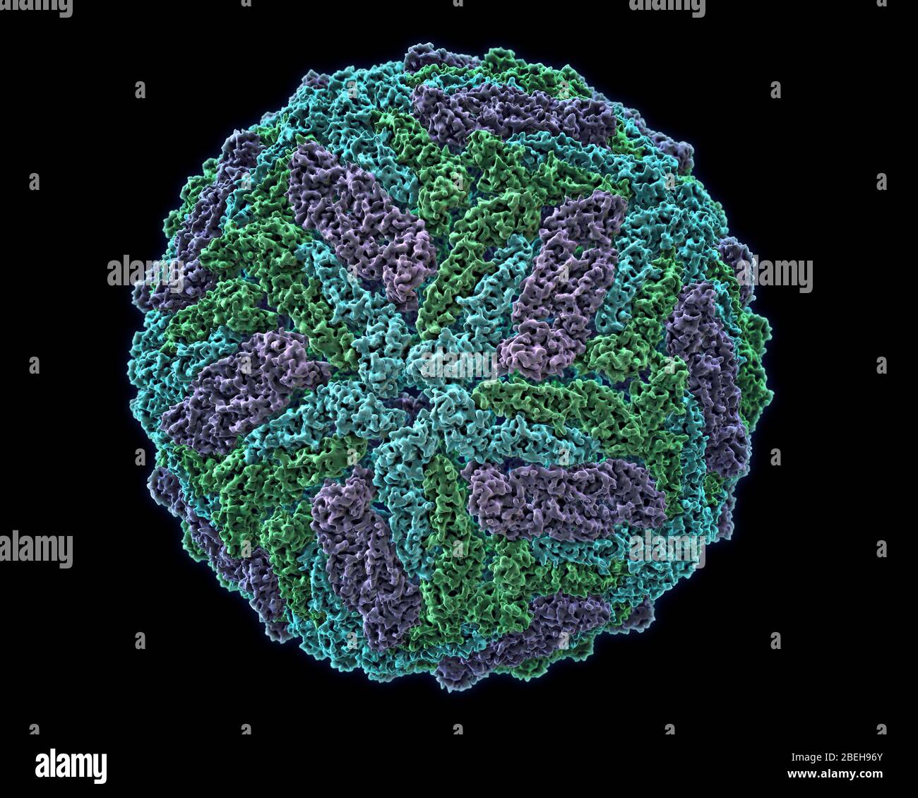 A molecular model of the Zika virus (ZIKV), a member of the Flaviviridae family and Flavivirus genus. Zika fever is an arthropod-borne illness transmitted by mosquitoes, similar to dengue fever or West Nile disease. Although some may never experience any symptoms when infected, common symptoms include fever, headaches, rash, pink eye, and joint pains. However, recent data suggests that newborns of mothers infected by the Zika virus during the first trimester of pregnancy are at an increased risk for microcephaly, a neurodevelopmental disorder resulting in reduced skull size and an underdevelop Stock Photo