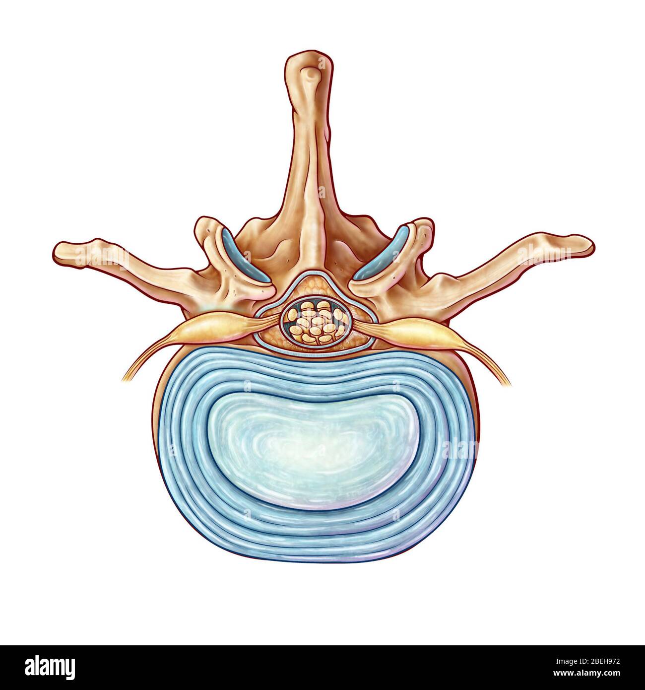 Lumbar Vertebra and Disk, illustration Stock Photo