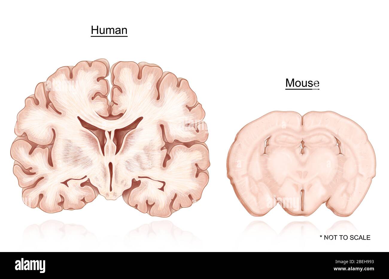 Human and Mouse Brain Comparison Stock Photo Alamy