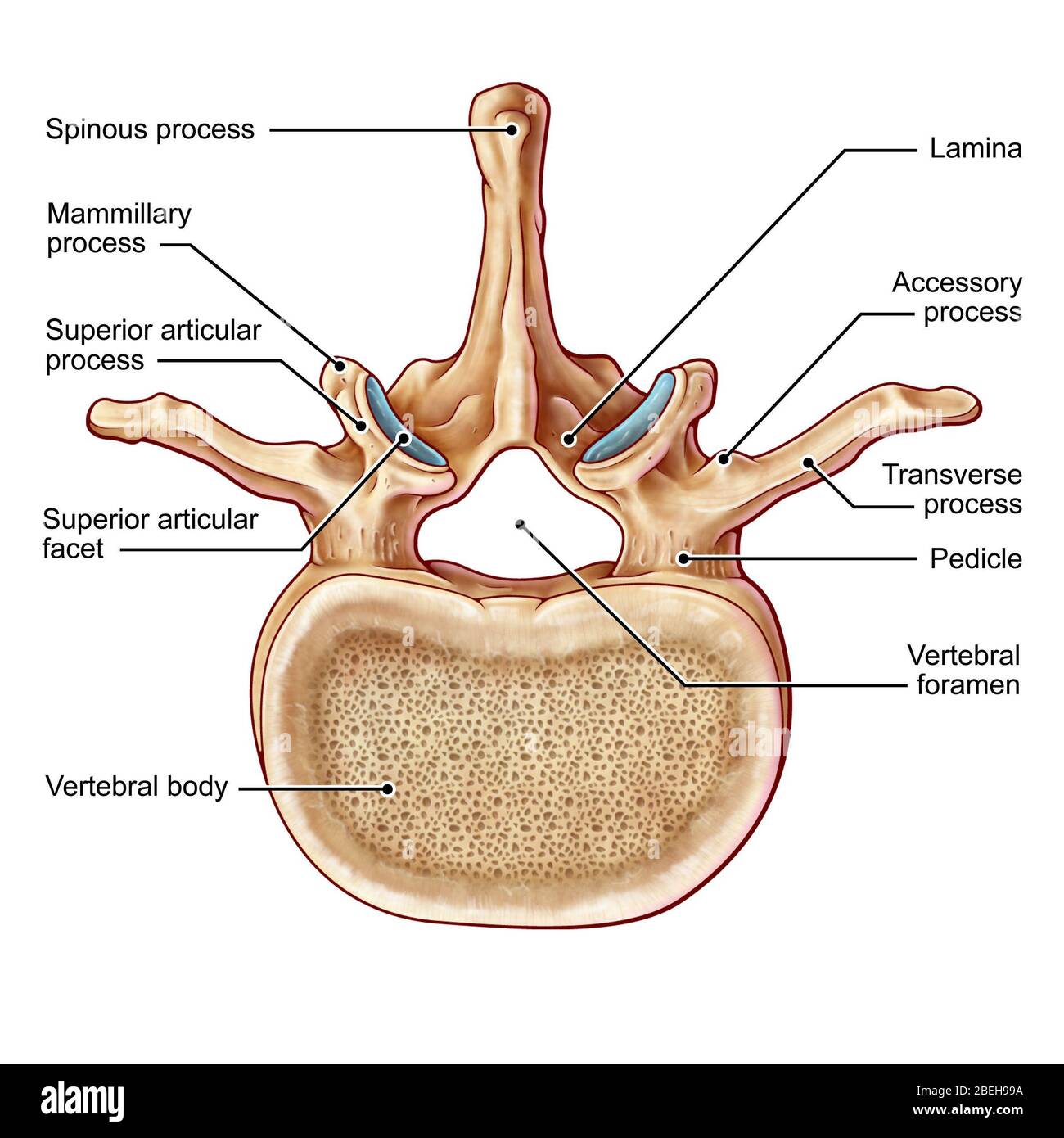 Lumbar Vertebra and Nerves, illustration Stock Photo