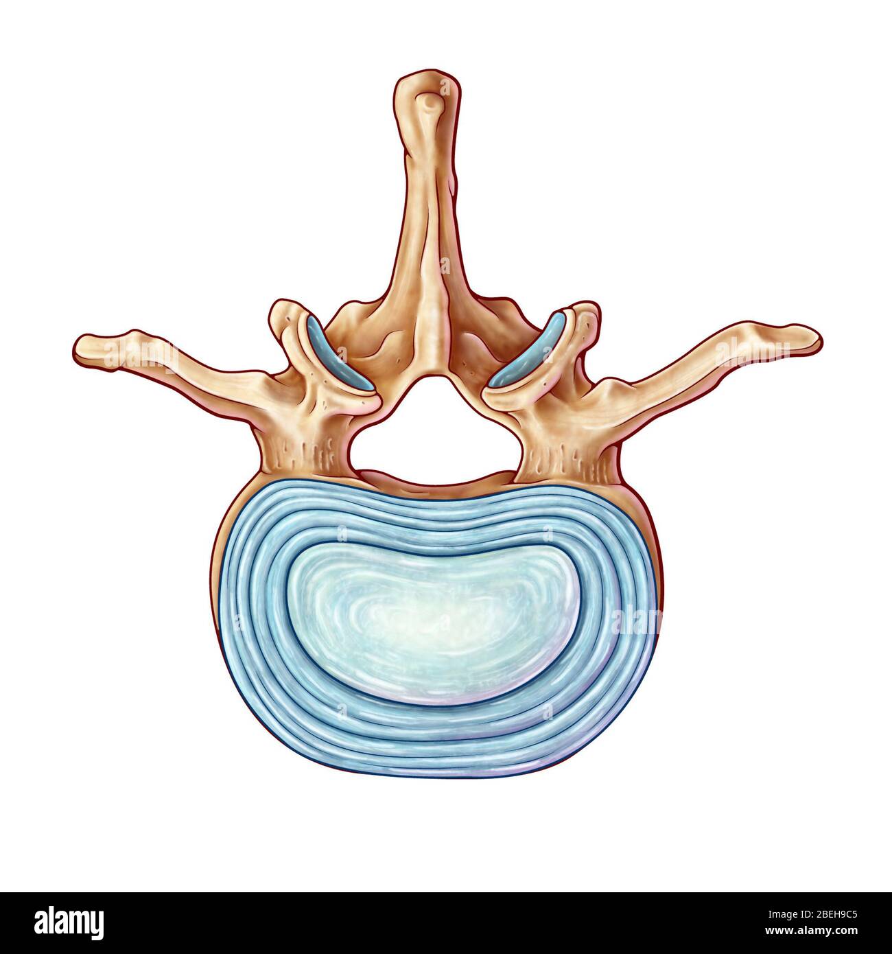 Lumbar Vertebra, illustration Stock Photo