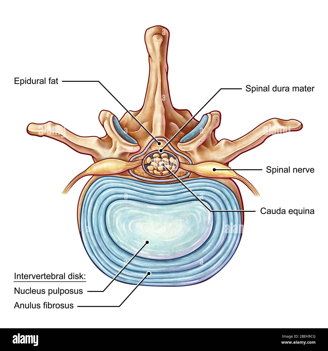 Lumbar Vertebra and Disk, illustration Stock Photo