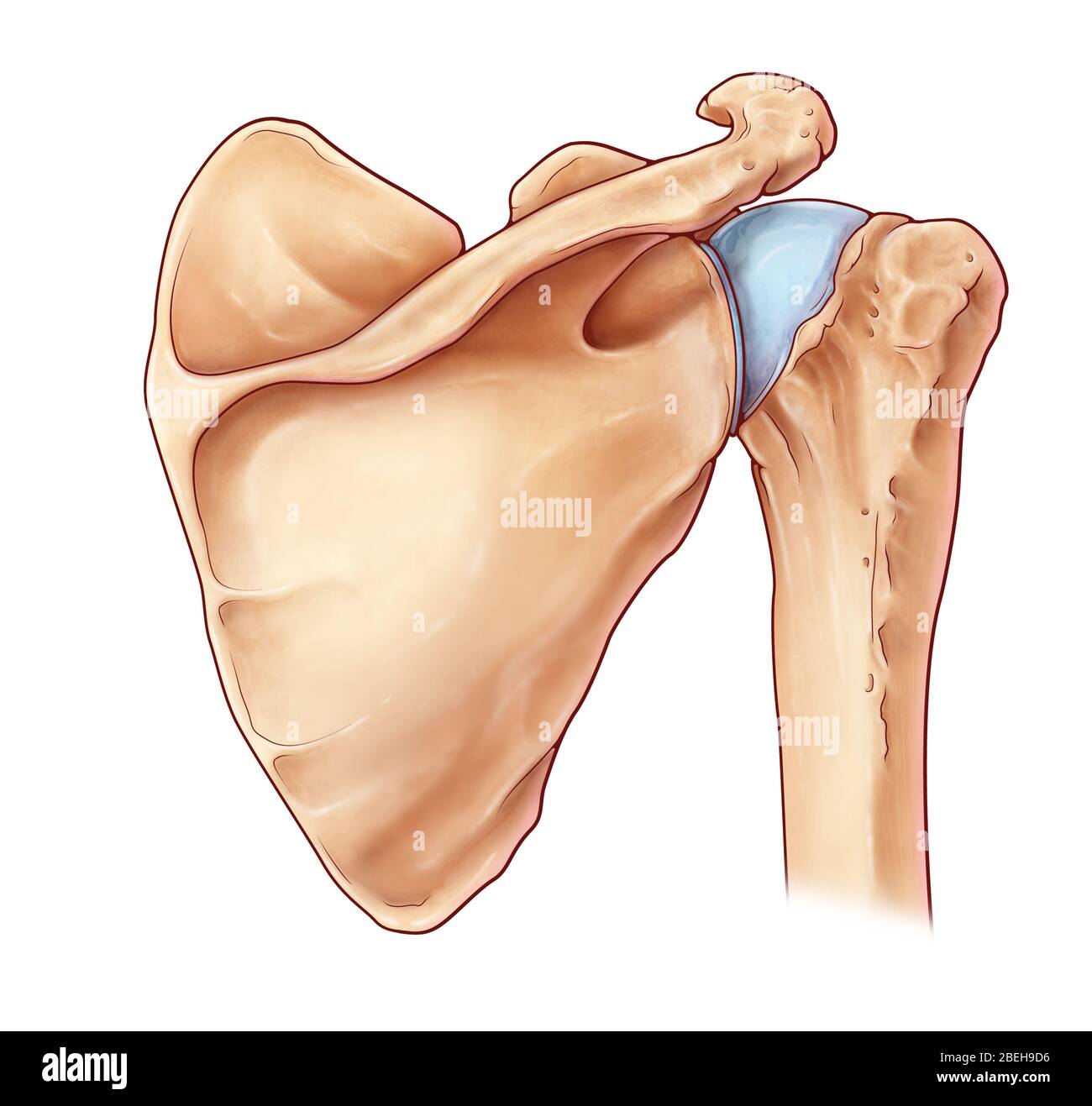 Shoulder Joint, illustration Stock Photo