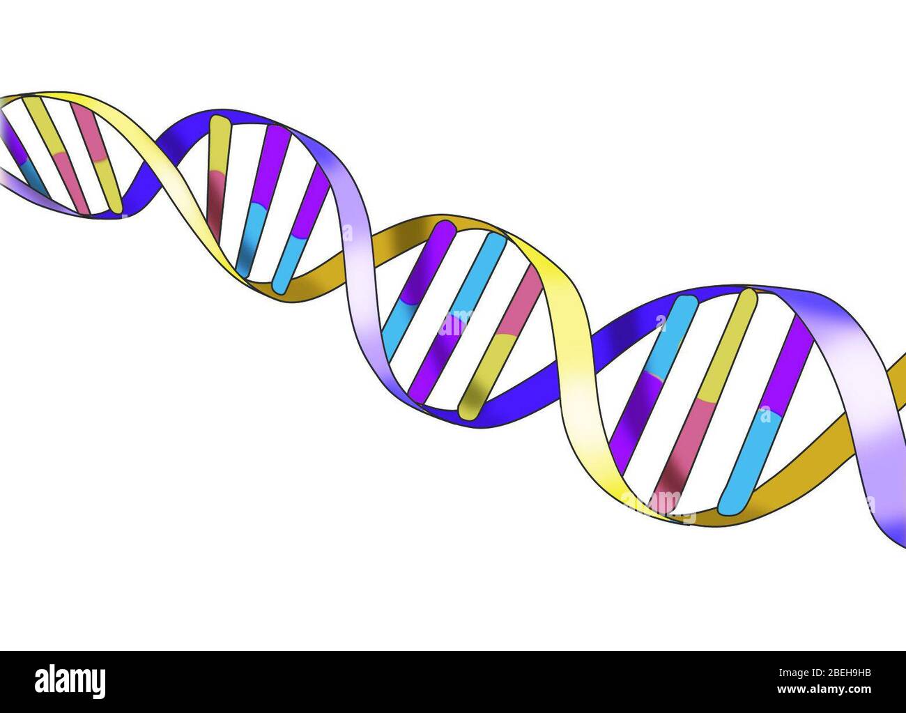 Dna double helix hires stock photography and images Alamy