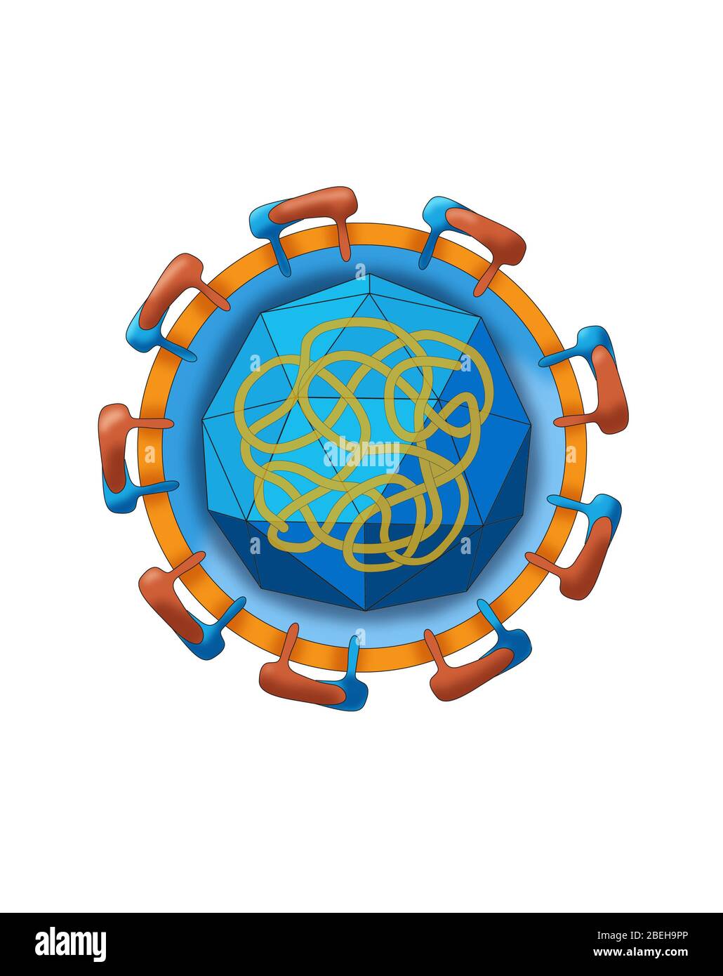 Arbovirus Hi-res Stock Photography And Images - Alamy