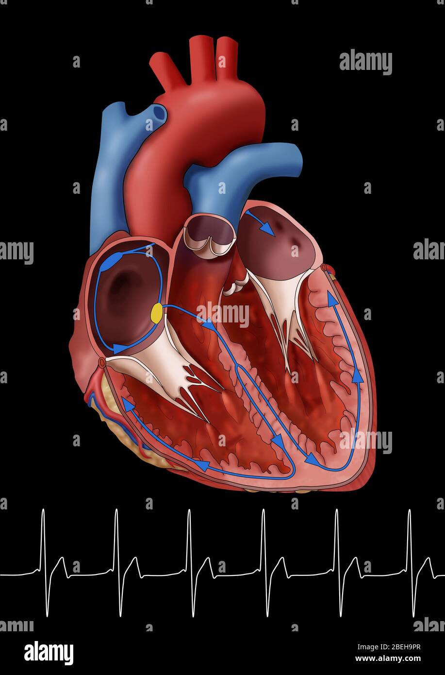 Normal Heart with EKG, Illustration Stock Photo