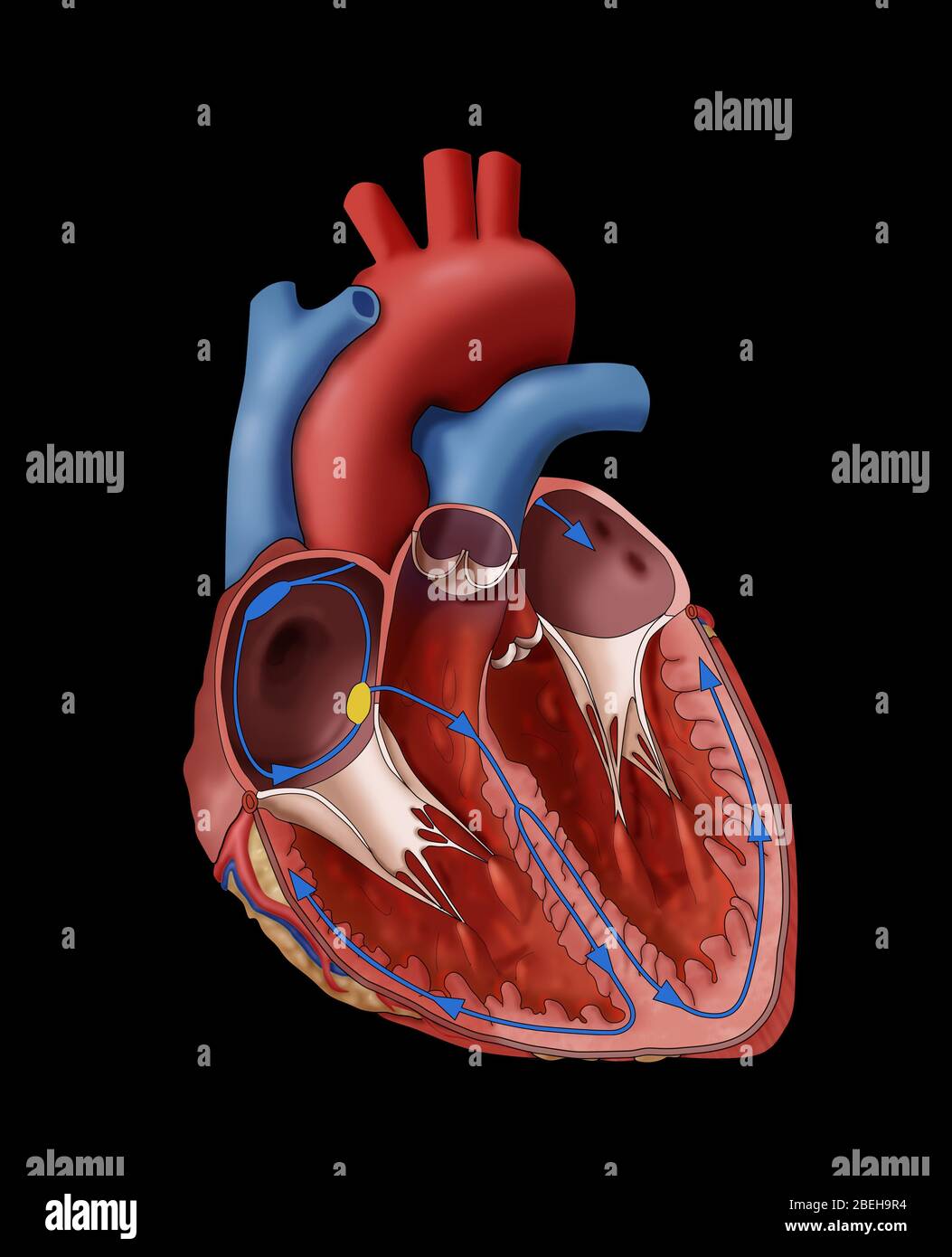Illustration showing the electrical system of a normal heart and heartbeat. Stock Photo