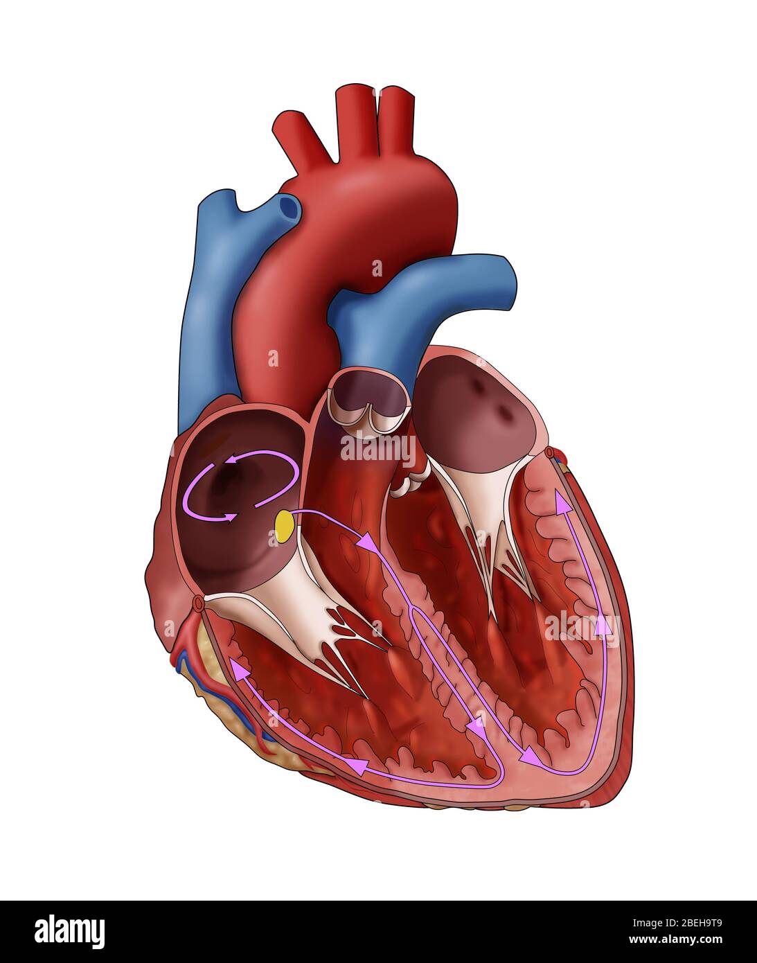 Atrial Flutter, Illustration Stock Photo - Alamy
