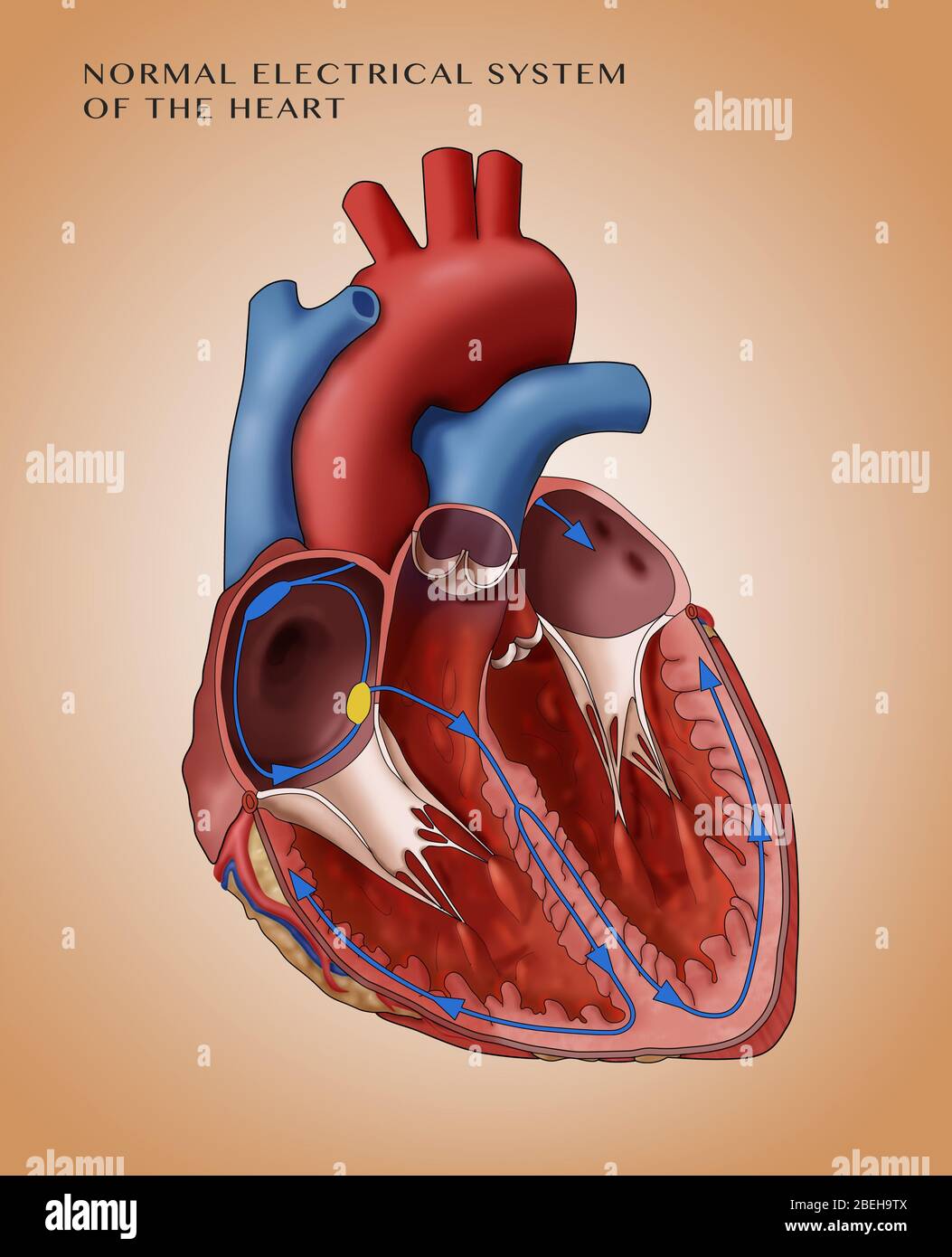 Normal Heart Electrical System, Illustration Stock Photo