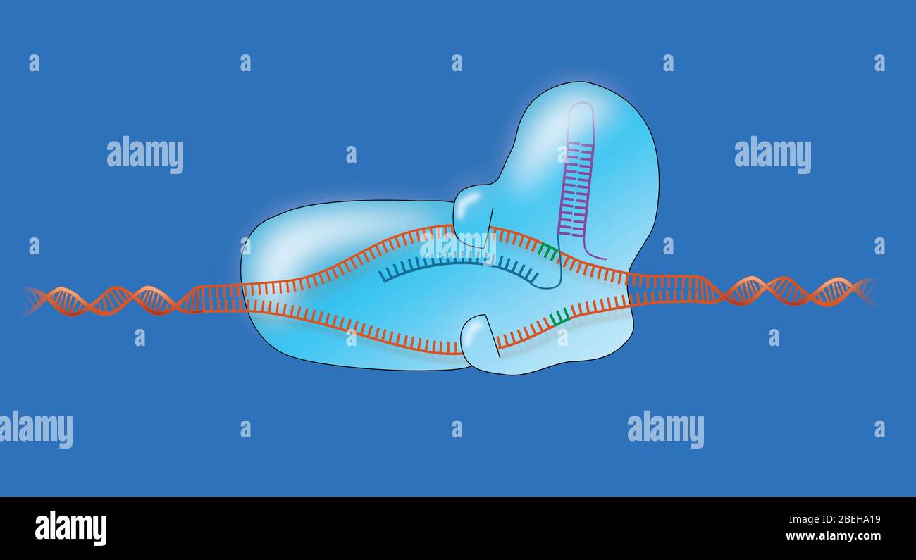 Crispr cas9 gene editing illustration hi-res stock photography and ...