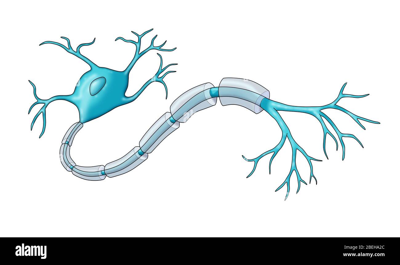 Neuron with Healthy Myelin Sheath Stock Photo - Alamy