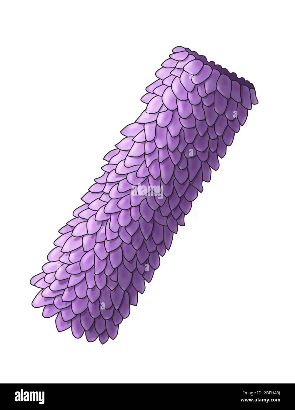 Virus Shape, Helical, Illustration Stock Photo - Alamy