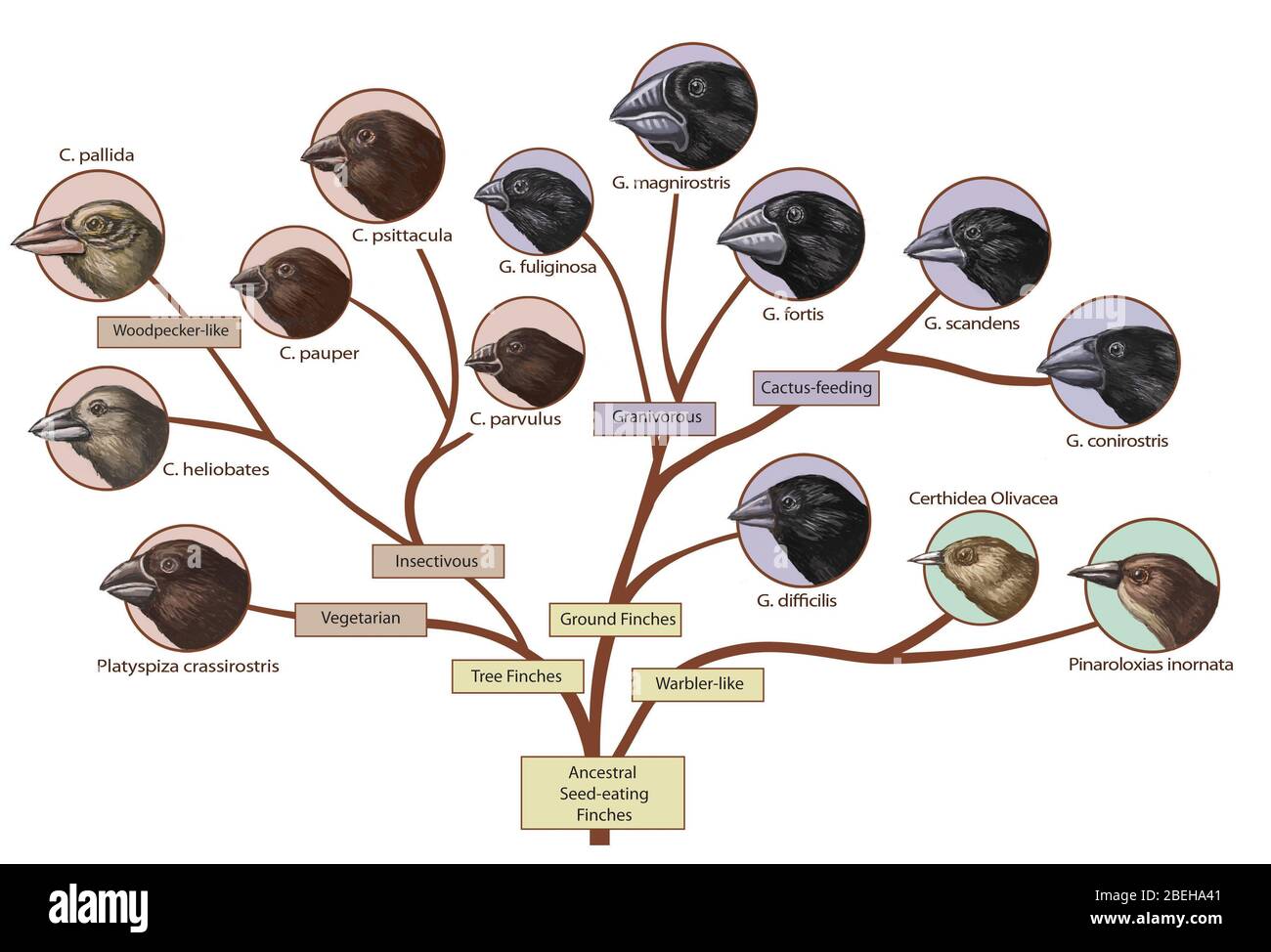 Finch Family Tree, Illustration Stock Photo - Alamy