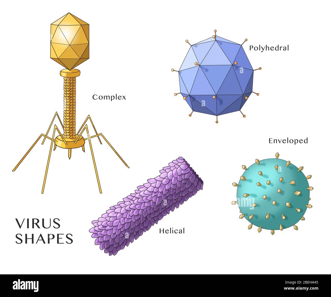 Virus Shapes, Illustration Stock Photo