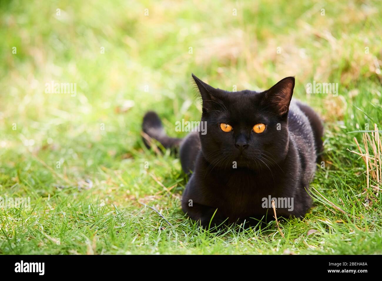 Black Cat Across Green Lawn on Hunt Stock Photo