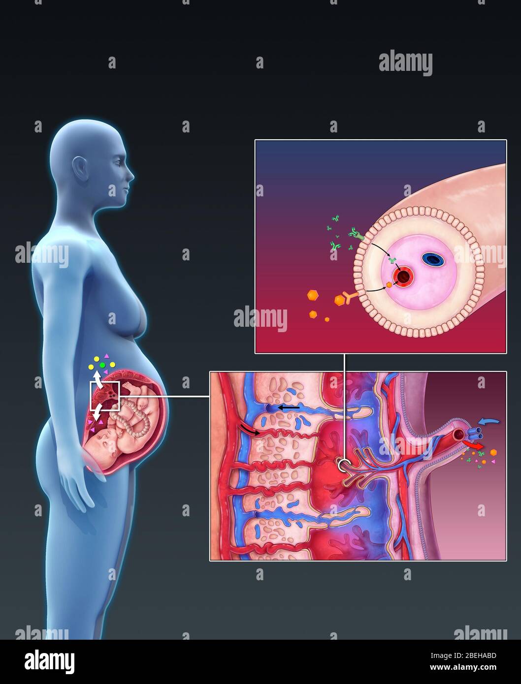 human placenta diagram