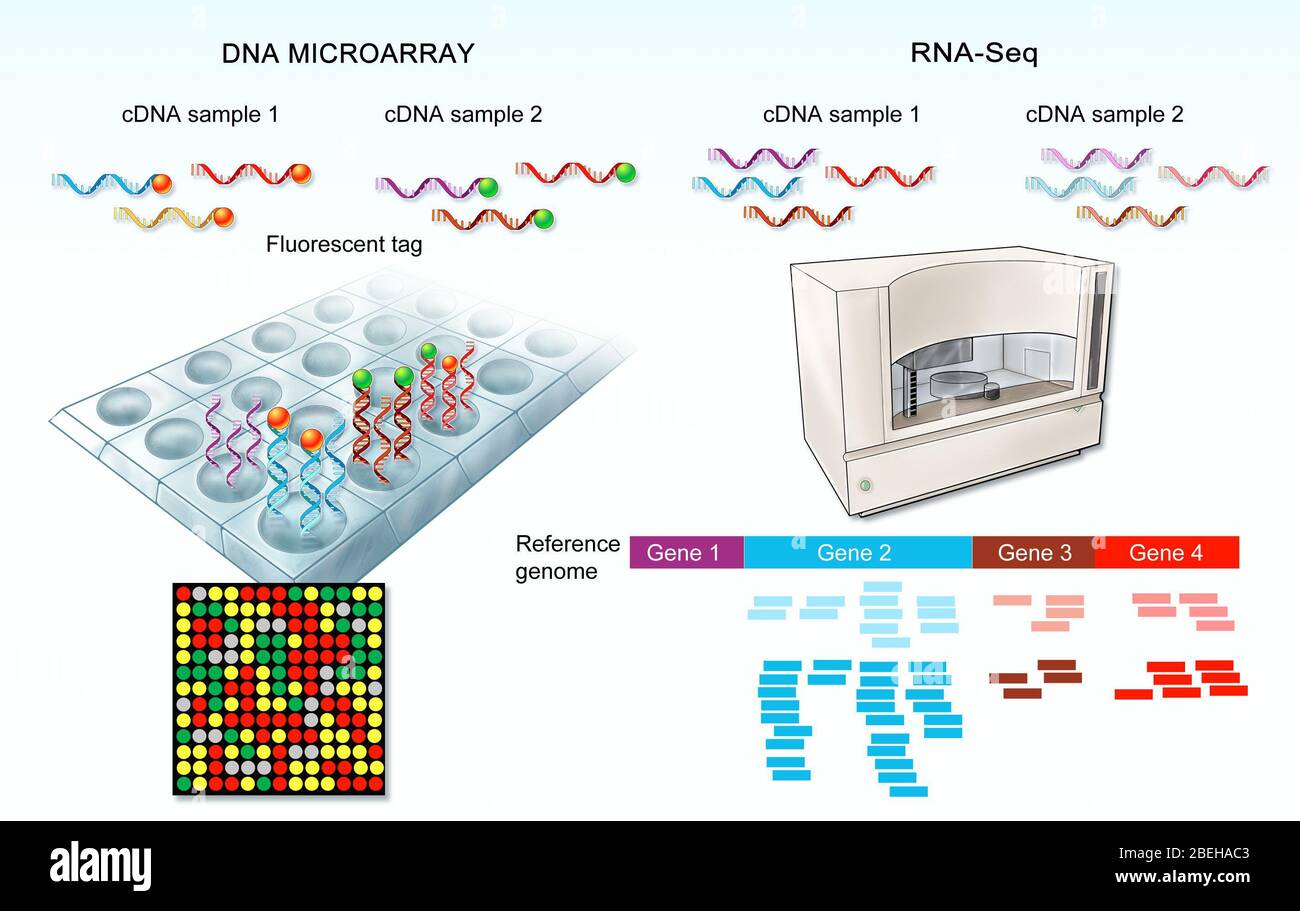 DNA Mircoarray and RNA Sequencing Stock Photo