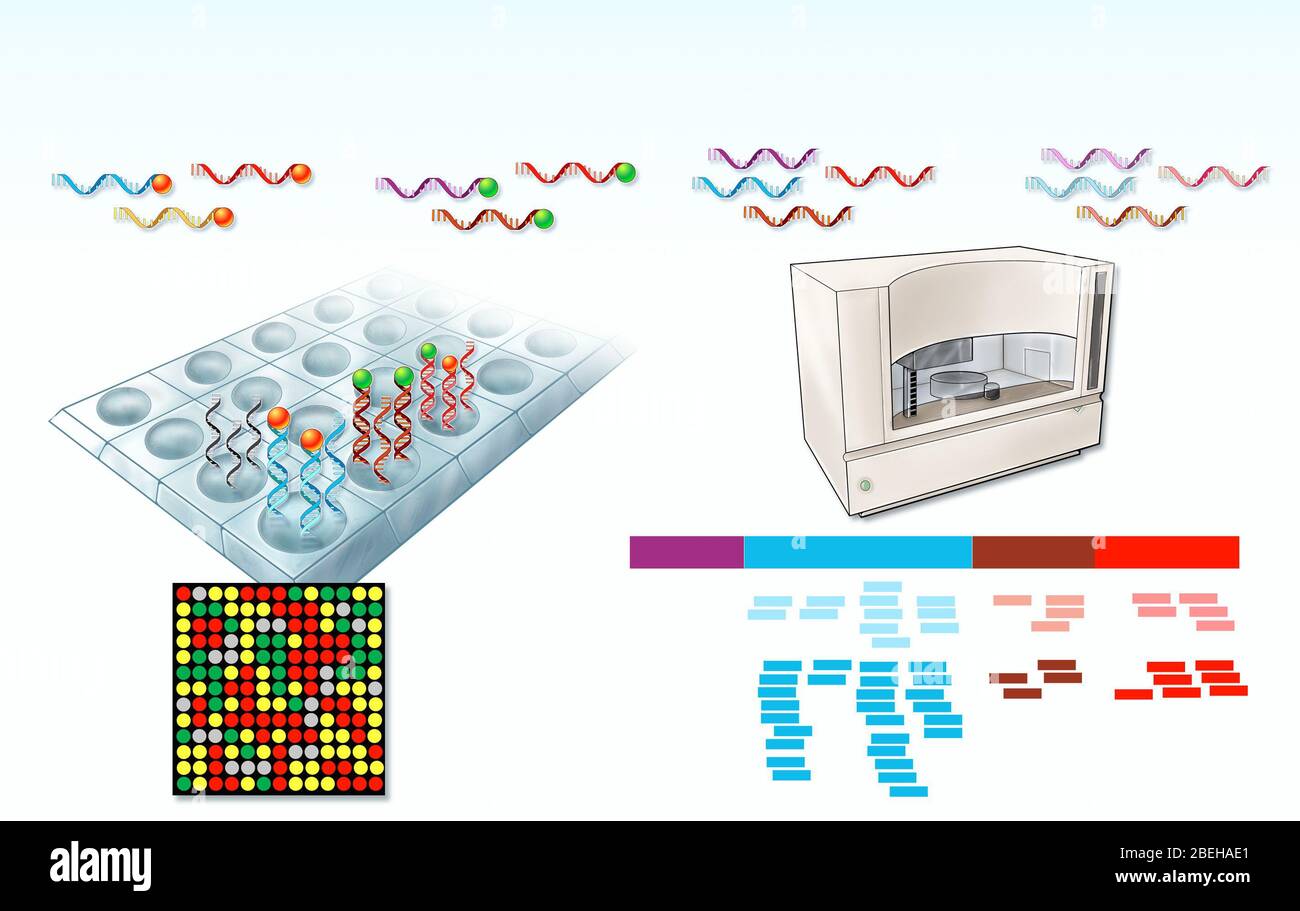 DNA Mircoarray and RNA Sequencing Stock Photo