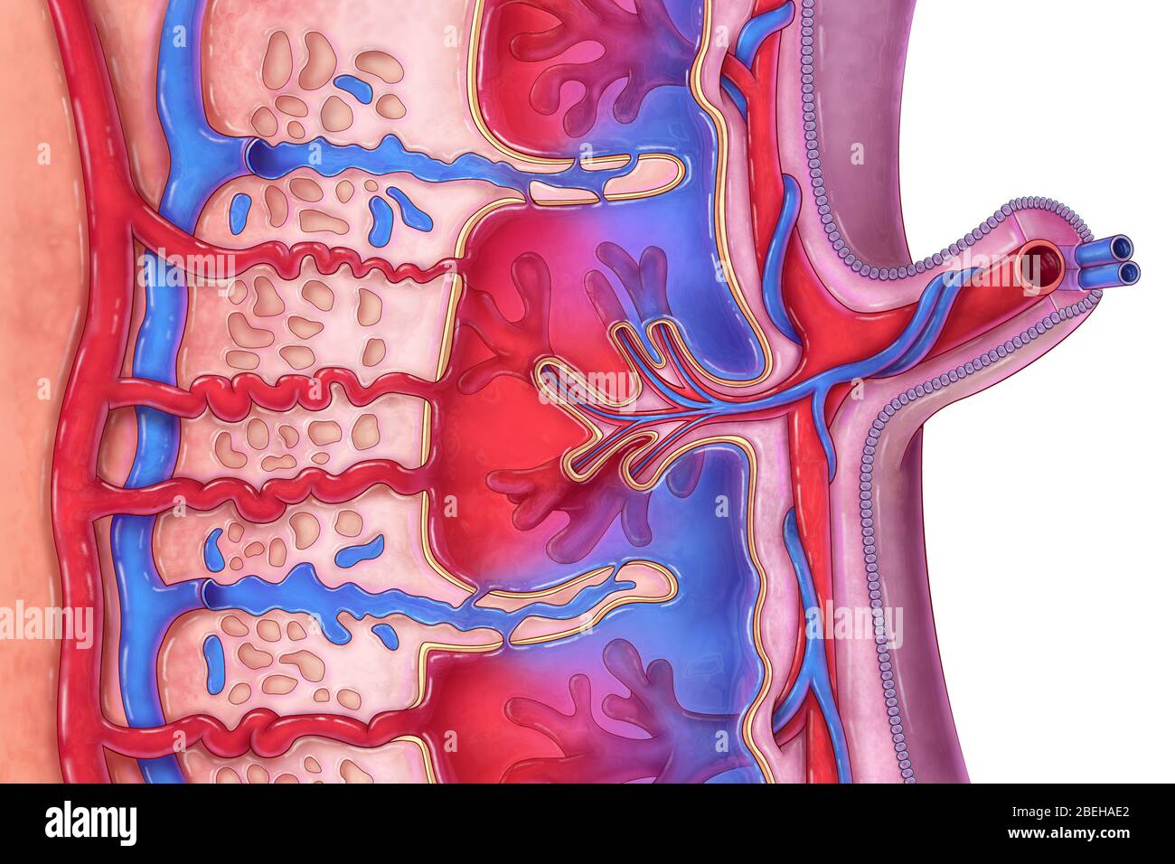 Umbilical cord anatomy hi-res stock photography and images - Alamy