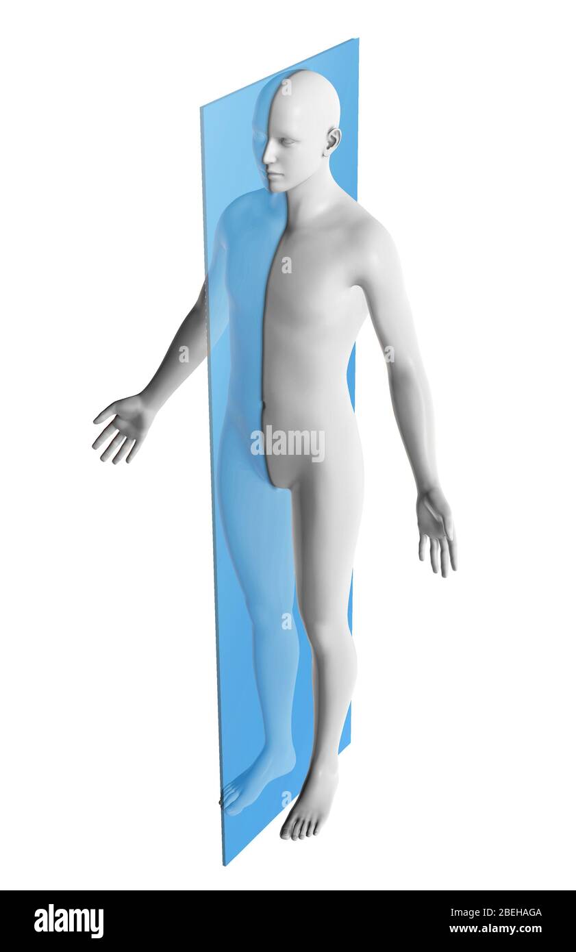 Sagittal plane hi-res stock photography and images - Alamy